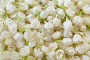 Madurai Jasmine Flowers